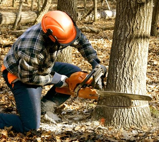 Tree Removal in Portis, KS